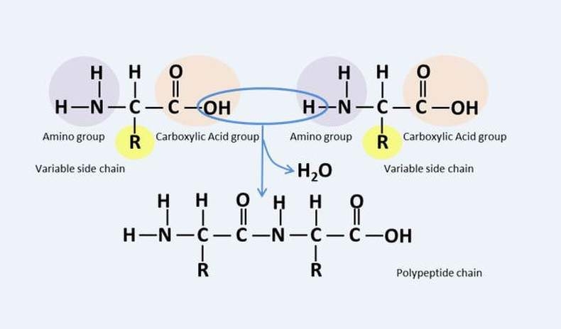2.1: Introduction to Biomolecules and Cell Components - Chemistry ...